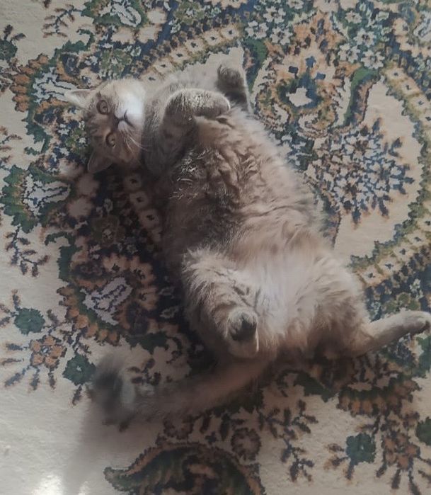 Отдам в добрые руки