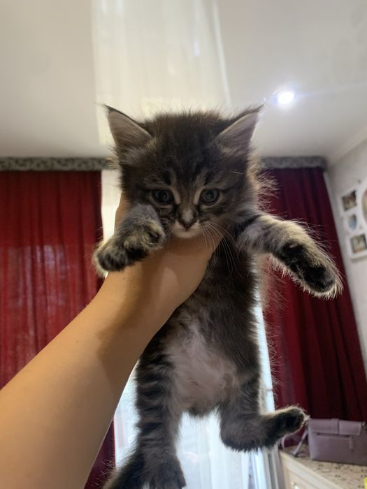 Котята красивые