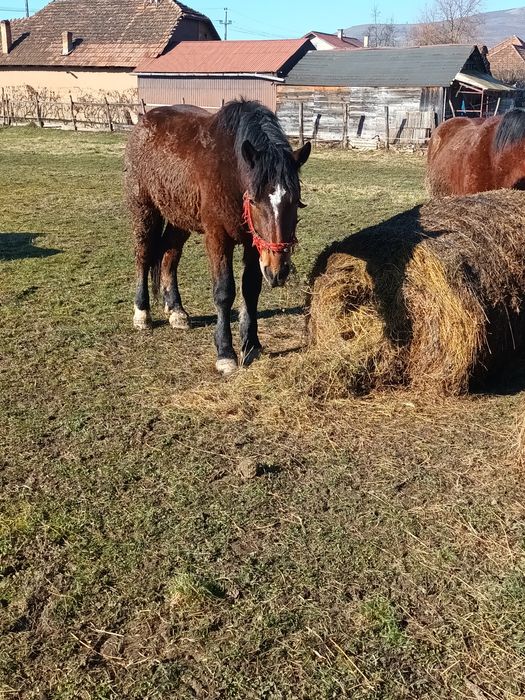 De vanzare manzi si tot ce se vede