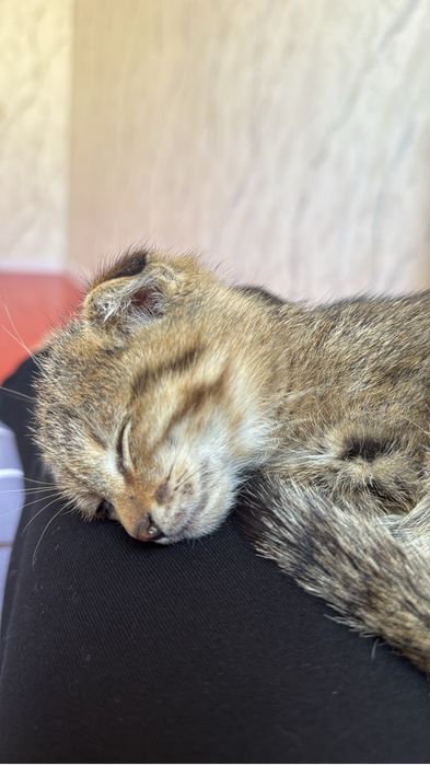 шотландский вислоухий котенок
