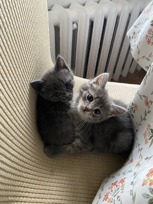 Отдам в добрые руки двух котят-девочек