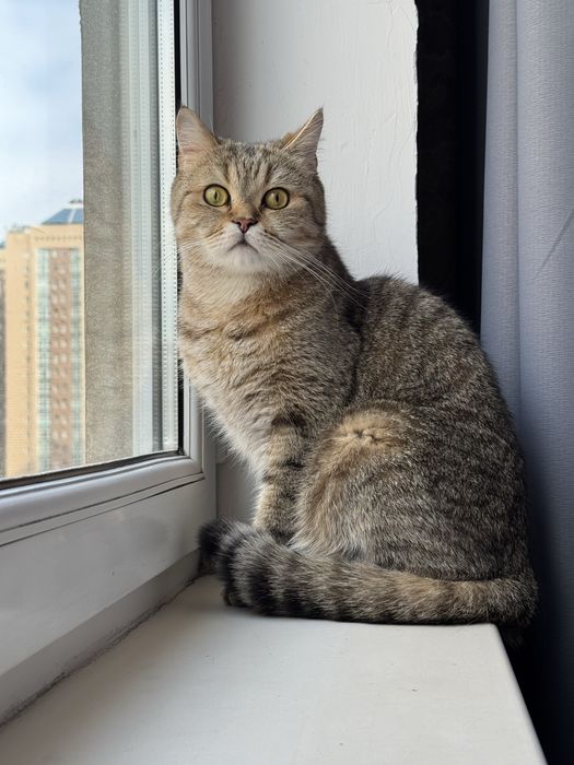 Кот Сонни 2,5 года