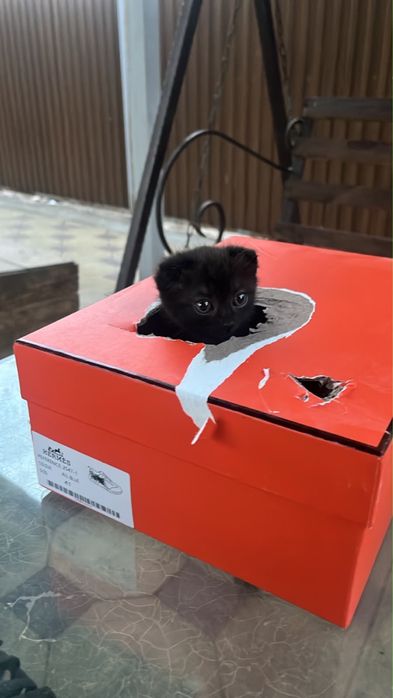 Кошка шотландская