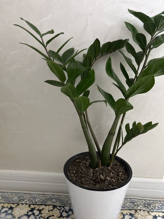 Цветы замиакулькас