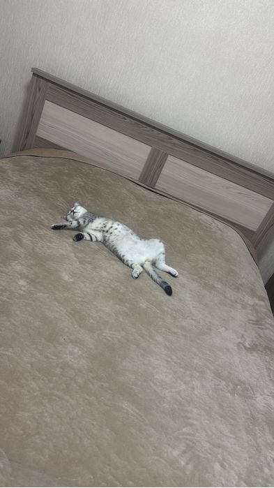 Кошка шотландка, красивая