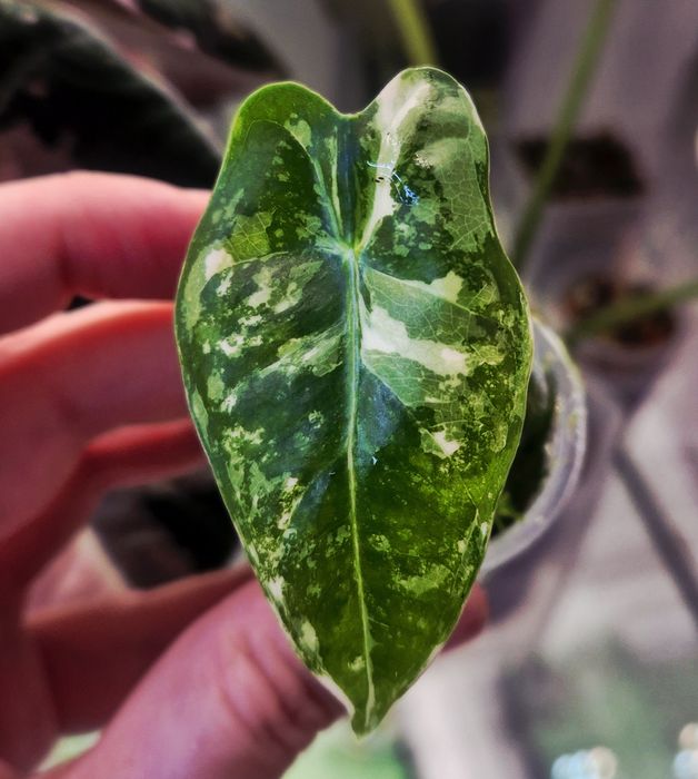 Молодые алоказии