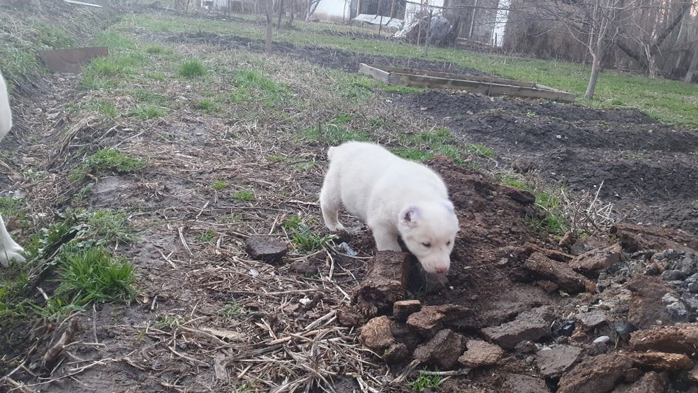 Щенки кабели крупные