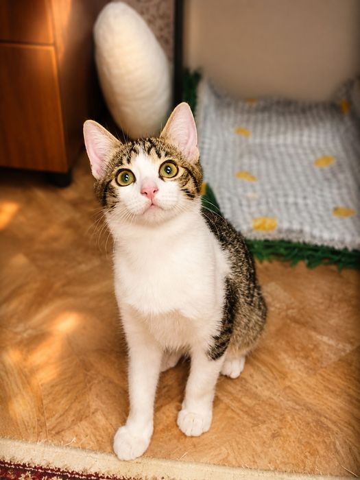Котята привитые, девочки