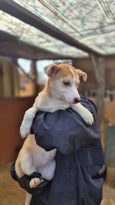 Отдам щенка в добрые руки