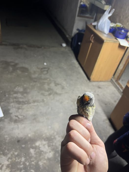 Красношапочные вьюрки