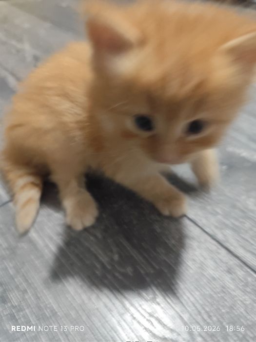 Котёнки, 2 месяца, все мальчики