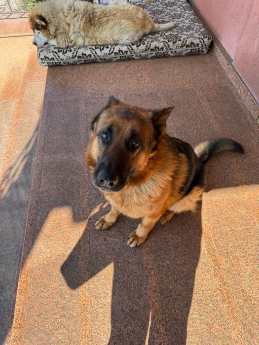 Отдам Бесплатно овчарку