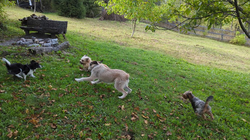 Adopție caine de vanatoare