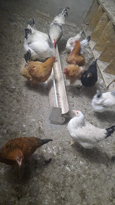 Тауық пен әтеш сатамын