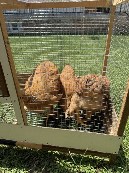 Brama kichkinaligidan qaralgan