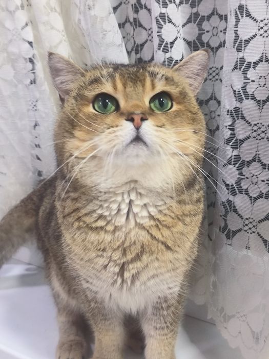 Вязка кот шиншила по кличке Лео