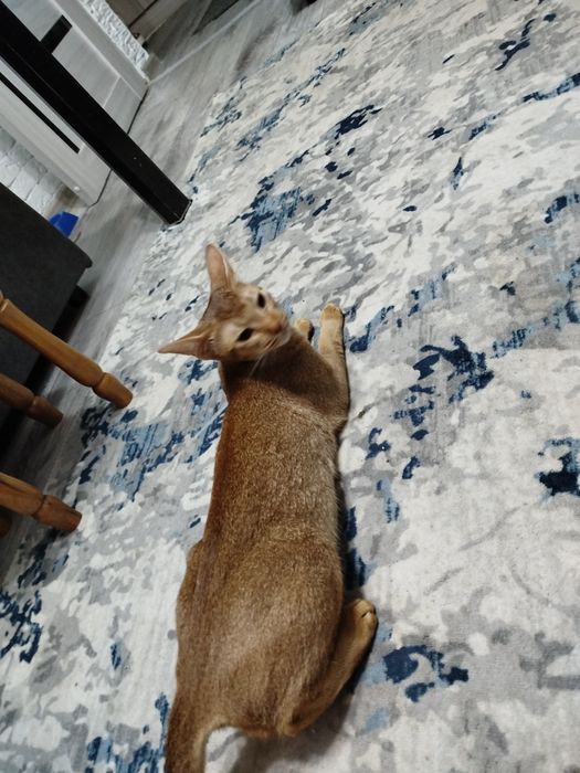 Животные девочка ищет мальчика