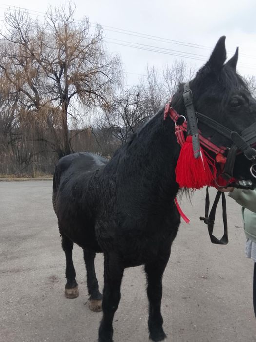 Vând iapă foarte bună