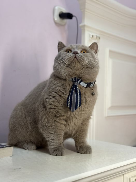 Вязка Британец кот