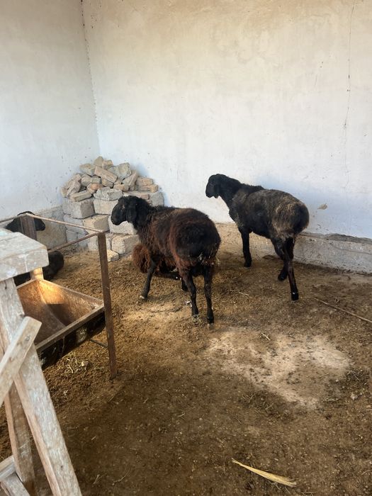 Қошқар сатылады 3 бас