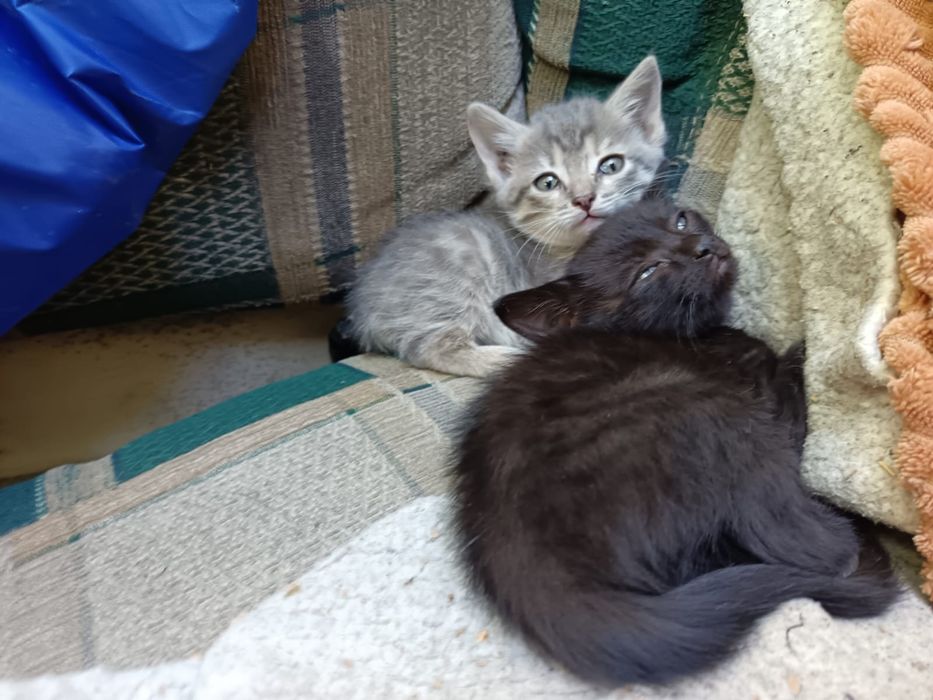 Отдаём котят, активных игривых