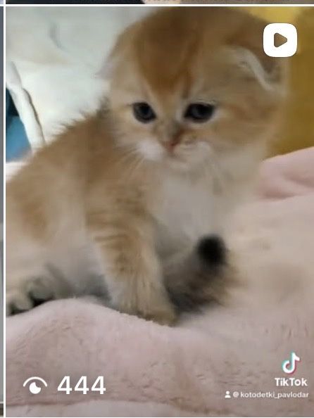Золотые малыши шиншиллята котята