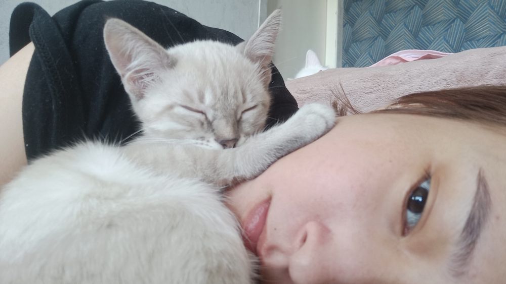 Отдам котят у нас 3