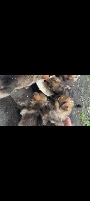 Щенки немецкой овчарки