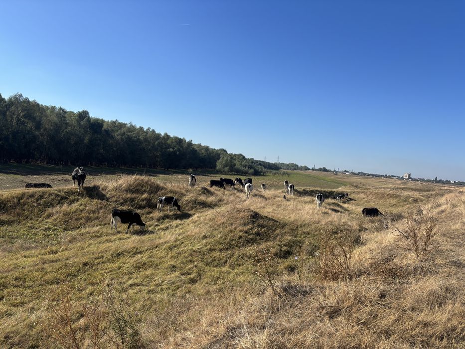 Vaci reforma,Vitei si vitele !