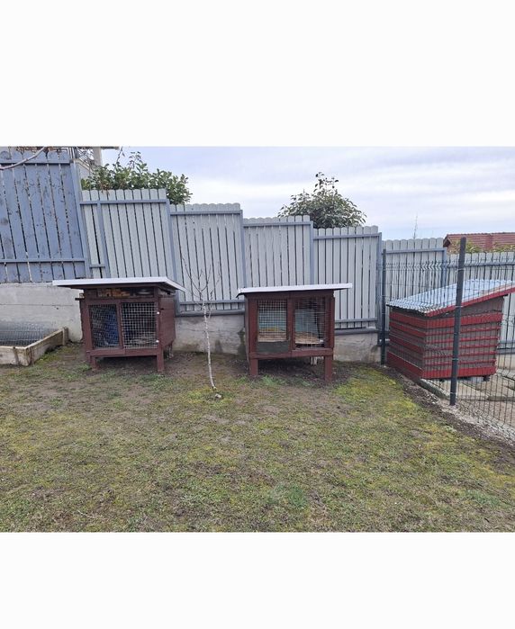 Vând 2 custi de iepure .