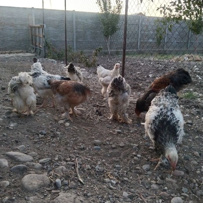 Куры породы " Брама"