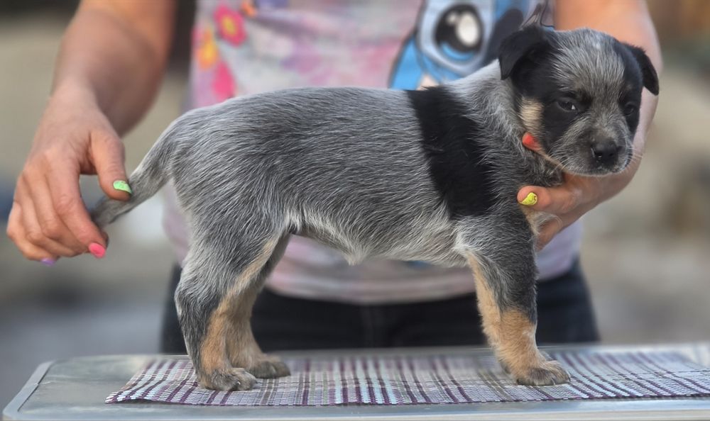 Australian Cattle Dog - femela