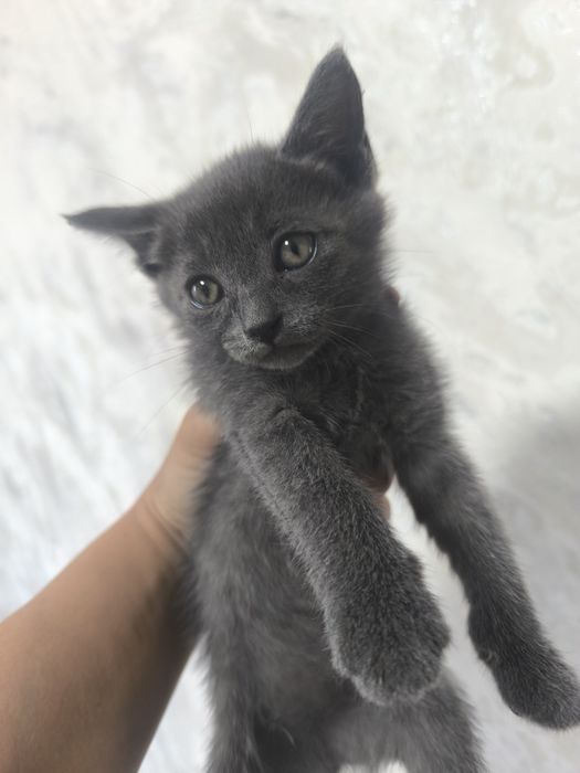 Котята девочки отдам даром