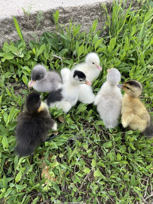 Boboci de rata polara romaneasca si pekin