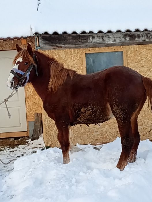 Manz un an jumate de vânzare