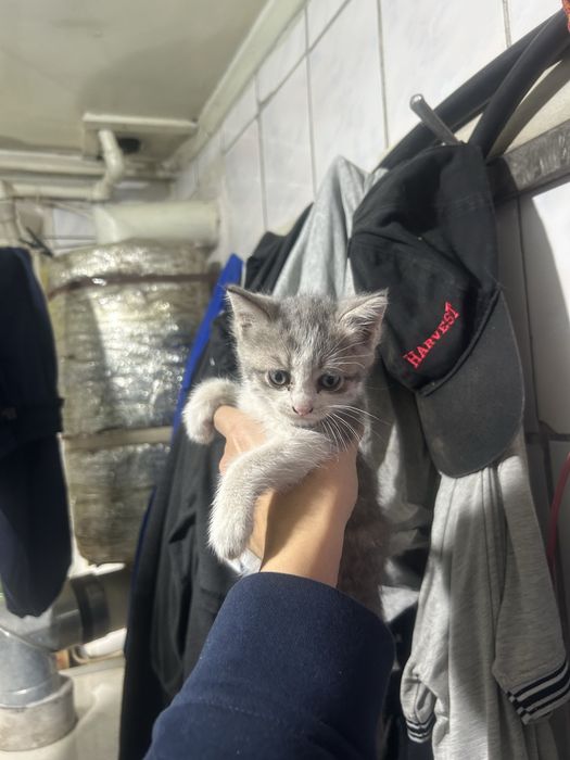 Котята шотландец
