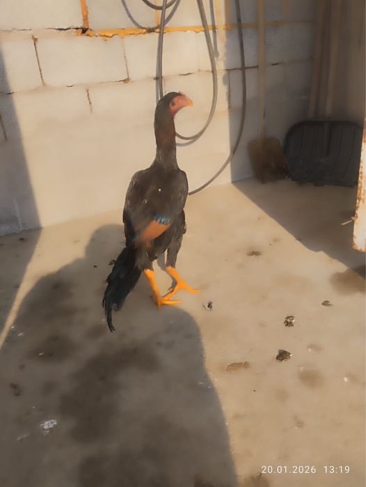 Дакан шөжелер 25000