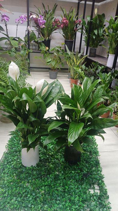 Samanta Sentning gozal yuziga bir tonna jum