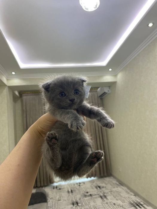 Британская короткошерстная