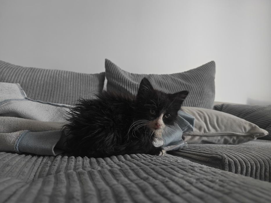 Pisicuța spre adopție