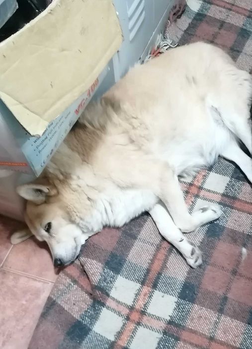 Ofer spre adoptie doua cateluse