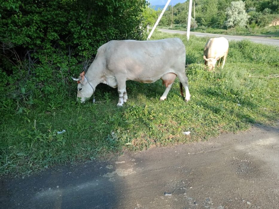 Продам коров , Тургень