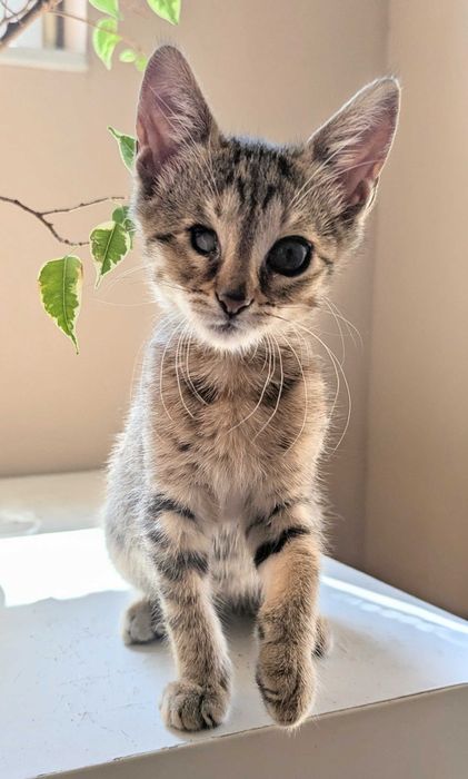 Котенце за добри ръце