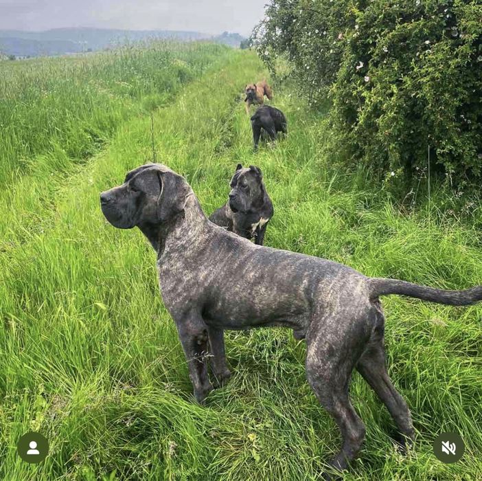 Кане корсо кученца