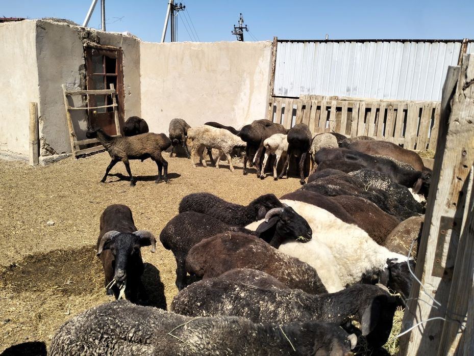 Еркек койлар бар