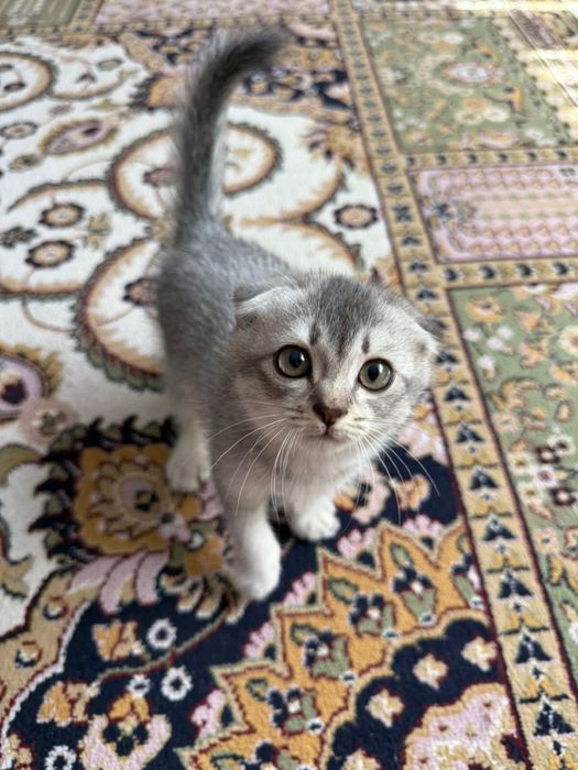 Сатылады.  Вислоухий мальчик