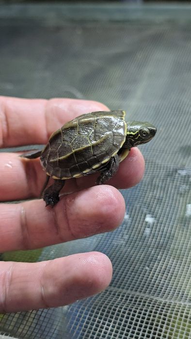 Черная хвостатая черепаха