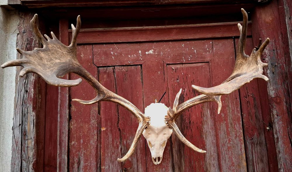 Trofeu Cerb Lopatar Impecabil