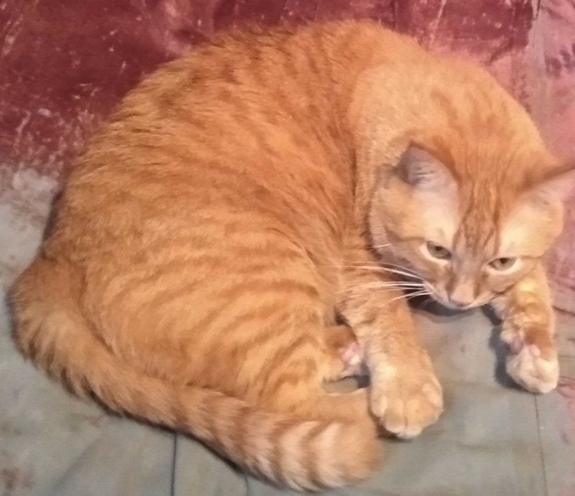 Отдам бесплатно рыжего кота