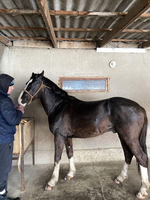 Айғыр сатылады!!